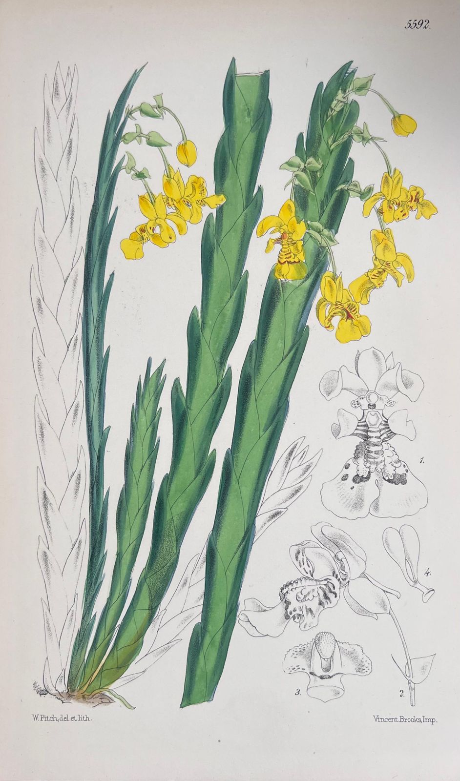 Unknown Set Of Six Fine Antique British Hand Coloured Botanical Prints, Circa 1900's Early Mid 19th Century photo vinterior