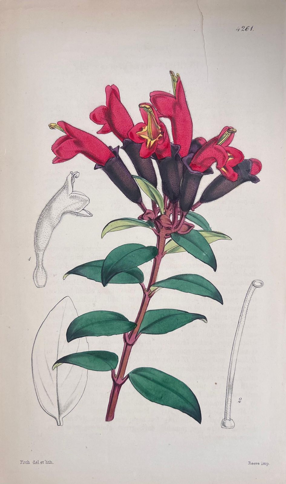 Unknown Set Of Six Fine Antique British Hand Coloured Botanical Prints, Circa 1900's Early Mid 19th Century photo vinterior