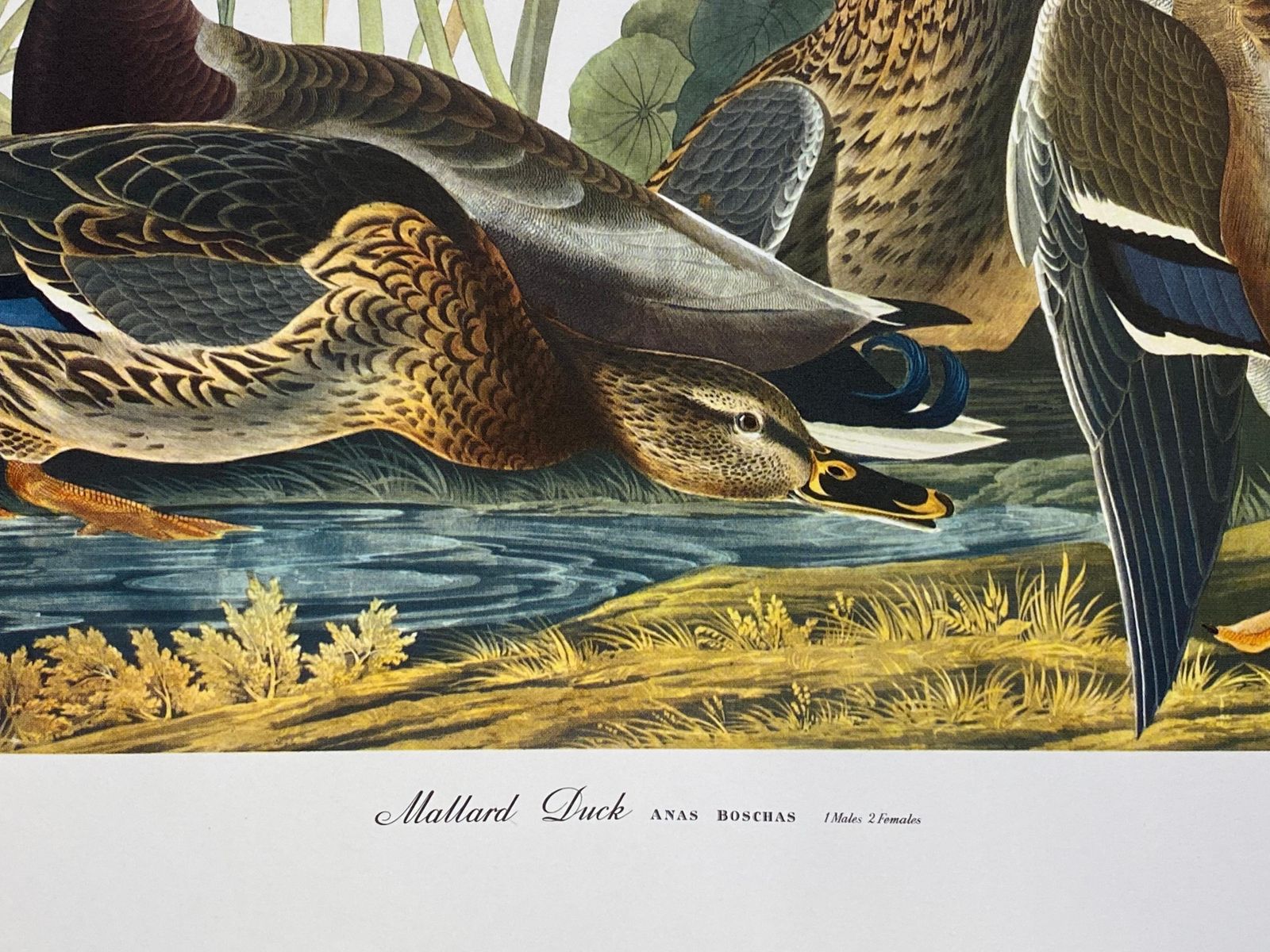 Unknown Large Classical Bird Color Print After John James Audubon, Mallard Duck 20th Century photo Art