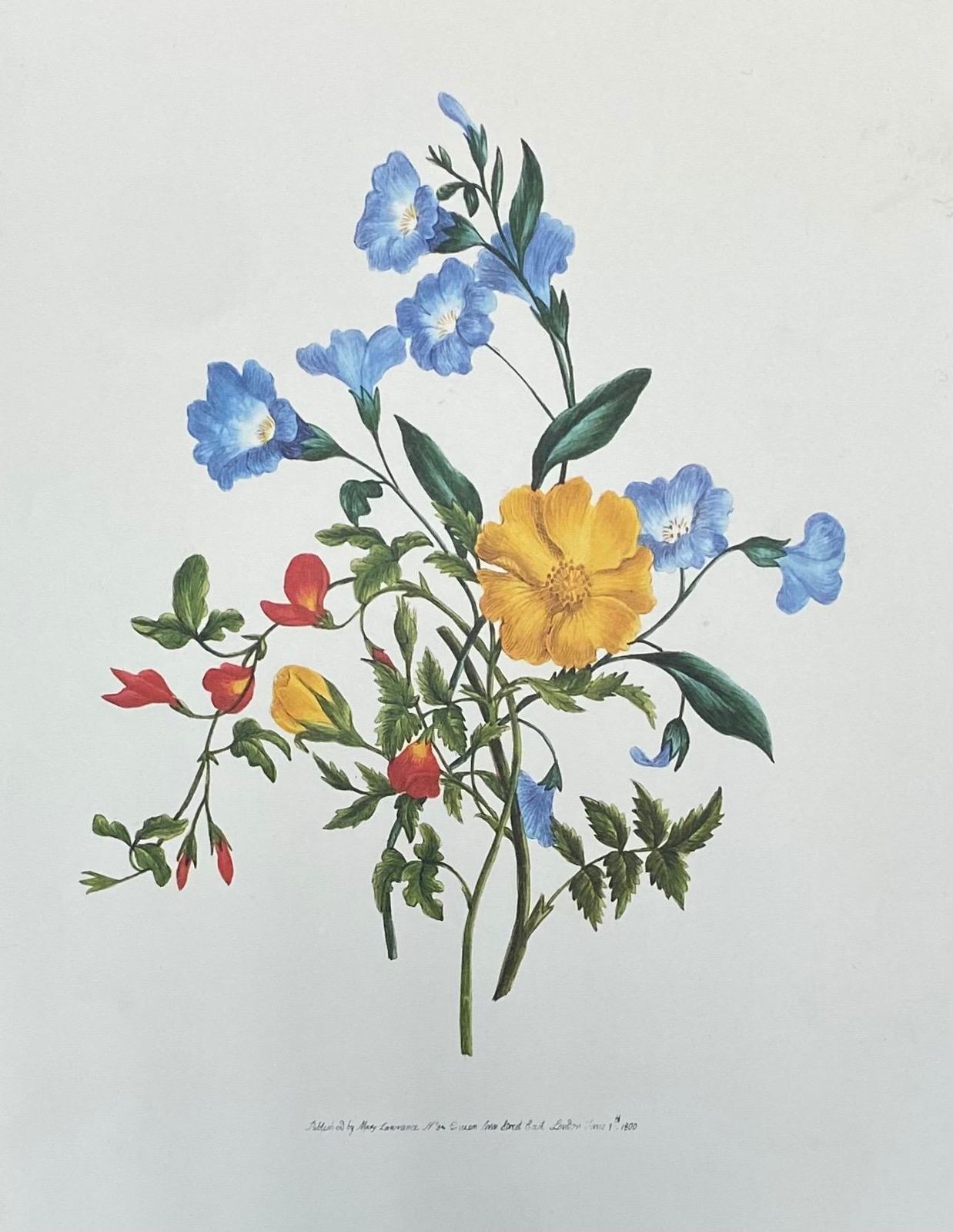 Unknown Set Of Nine Botanical Floral Colored Prints, Ideal Gallery Wall Project 20th Century photo vintage