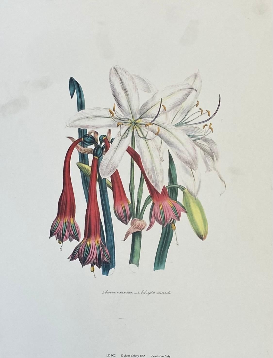 photo furniture Unknown Set Of Nine Botanical Floral Colored Prints, Ideal Gallery Wall Project 20th Century