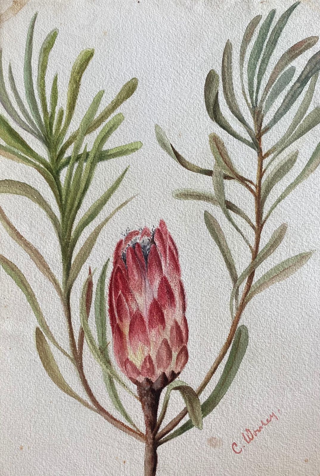 Fine Antique British Botannical Watercolour Painting, Circa 1900's Pink & Green Circa 1900s photo furniture
