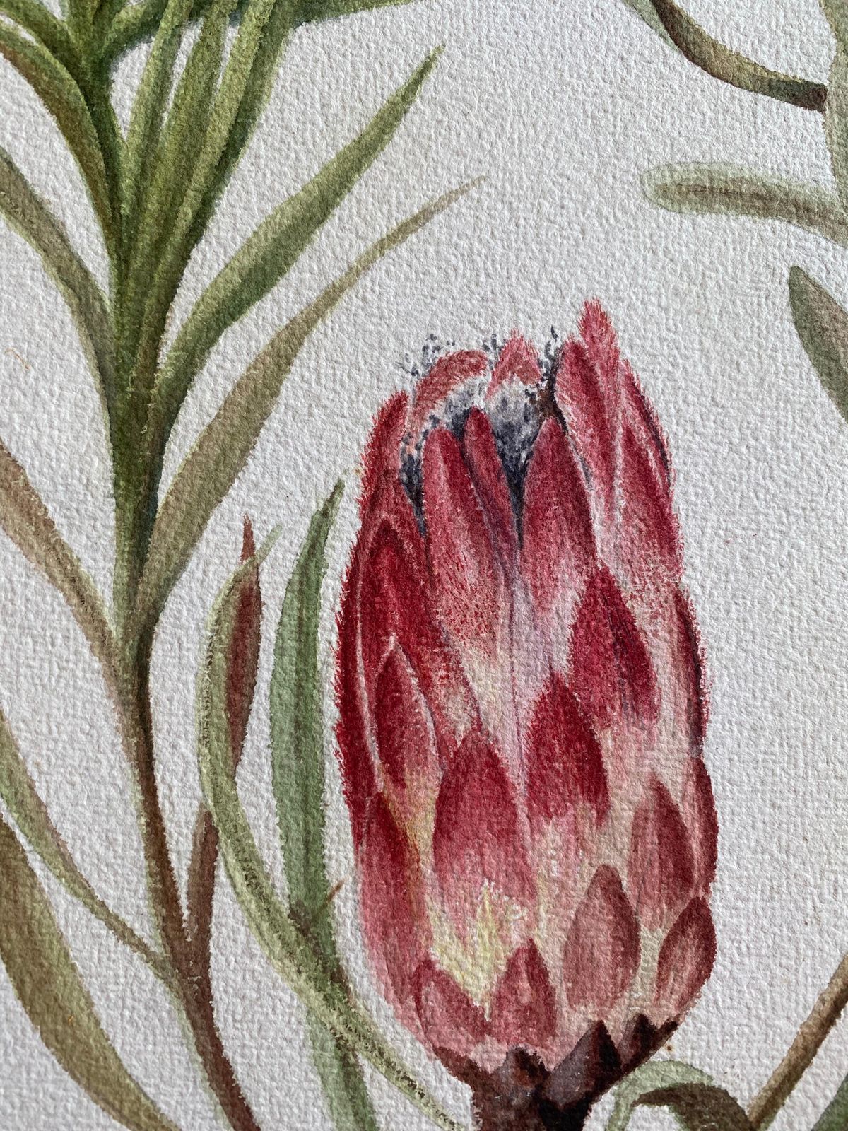 Fine Antique British Botannical Watercolour Painting, Circa 1900's Pink & Green Circa 1900s photo 295.0