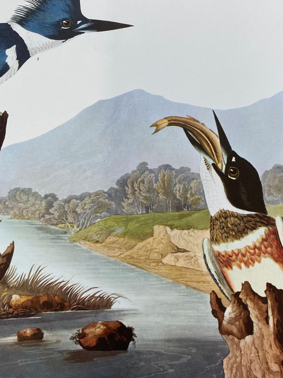 Large Classical Bird Color Print After John James Audubon, Belted Kingfisher 20th Century photo for sale