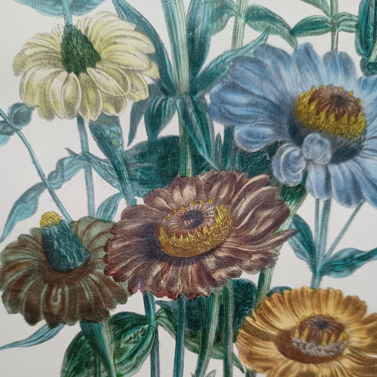Antique Botanical Lithograph Hand Coloured Zinnias By Day And Hague London Unframed. photo furniture