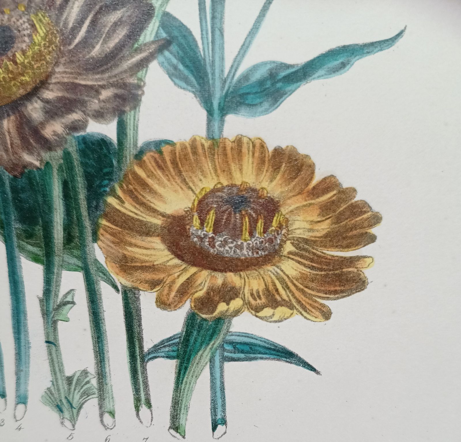 Antique Botanical Lithograph Hand Coloured Zinnias By Day And Hague London Unframed. photo 55.0