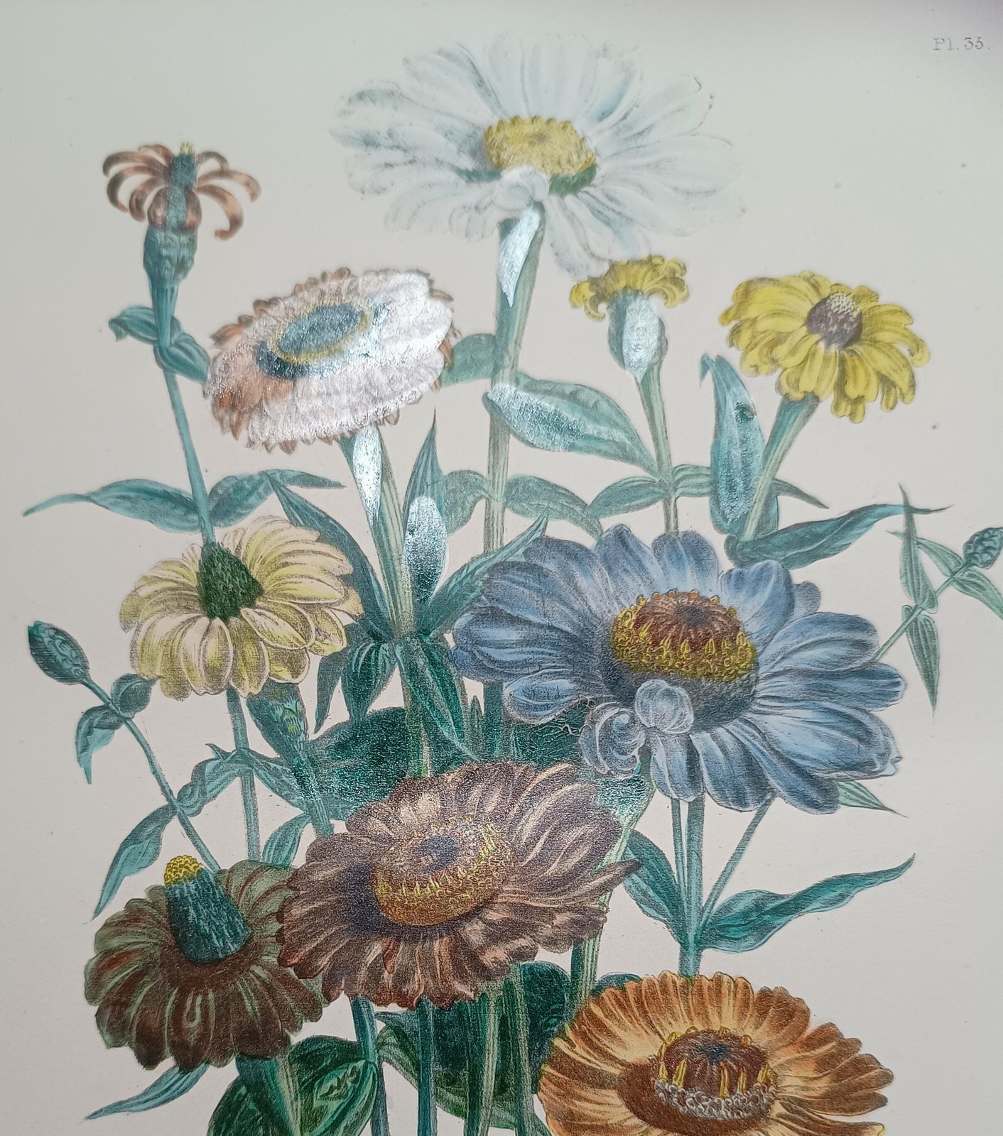photo furniture Antique Botanical Lithograph Hand Coloured Zinnias By Day And Hague London Unframed.