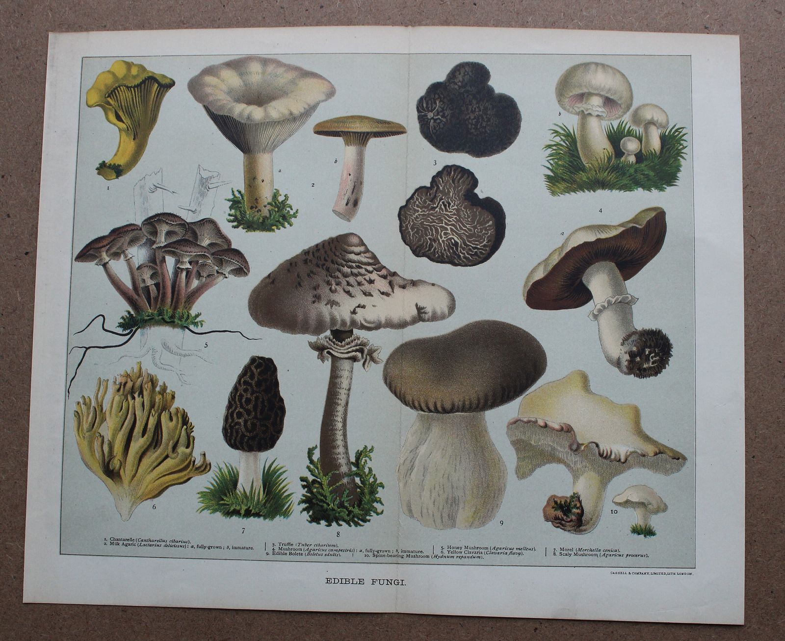 A Set Of Two Fine Lithographs Edible & Poisonous Fungi C1891 photo furniture