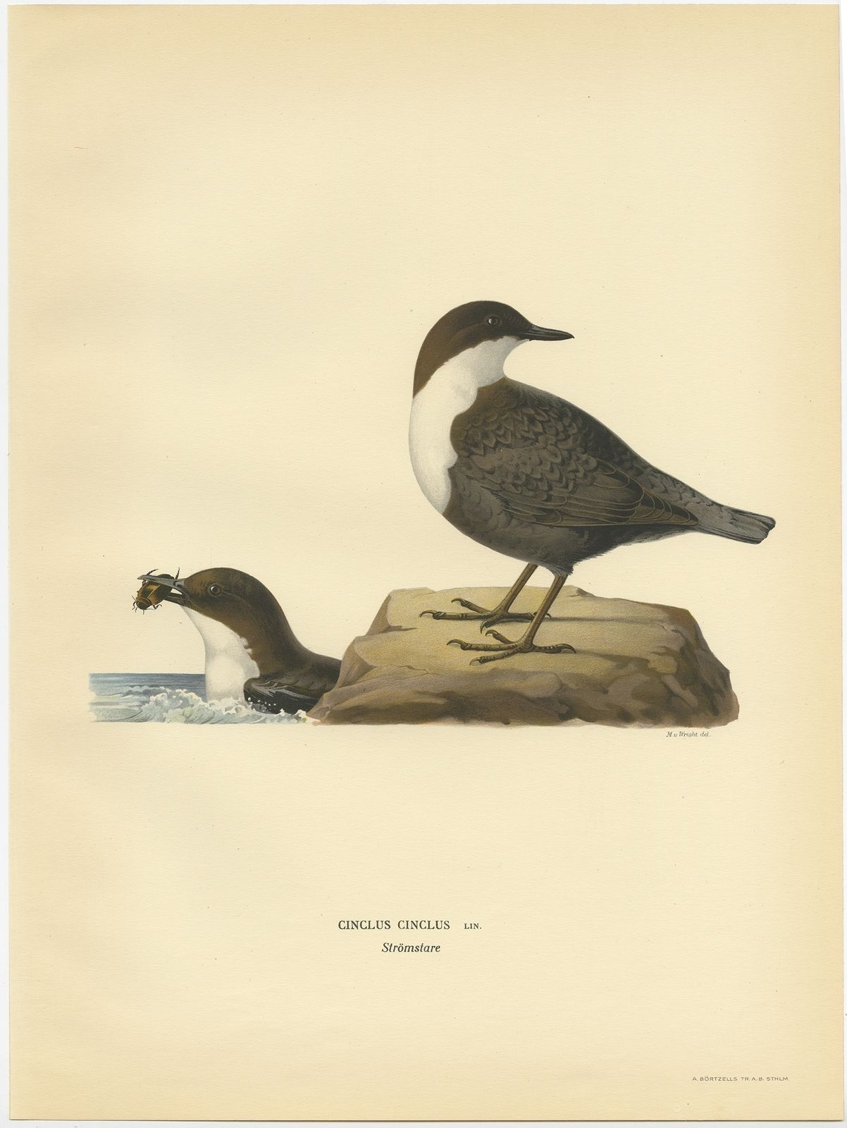 Antique Bird Print Of The White Throated Dipper By Von Wright (1927)