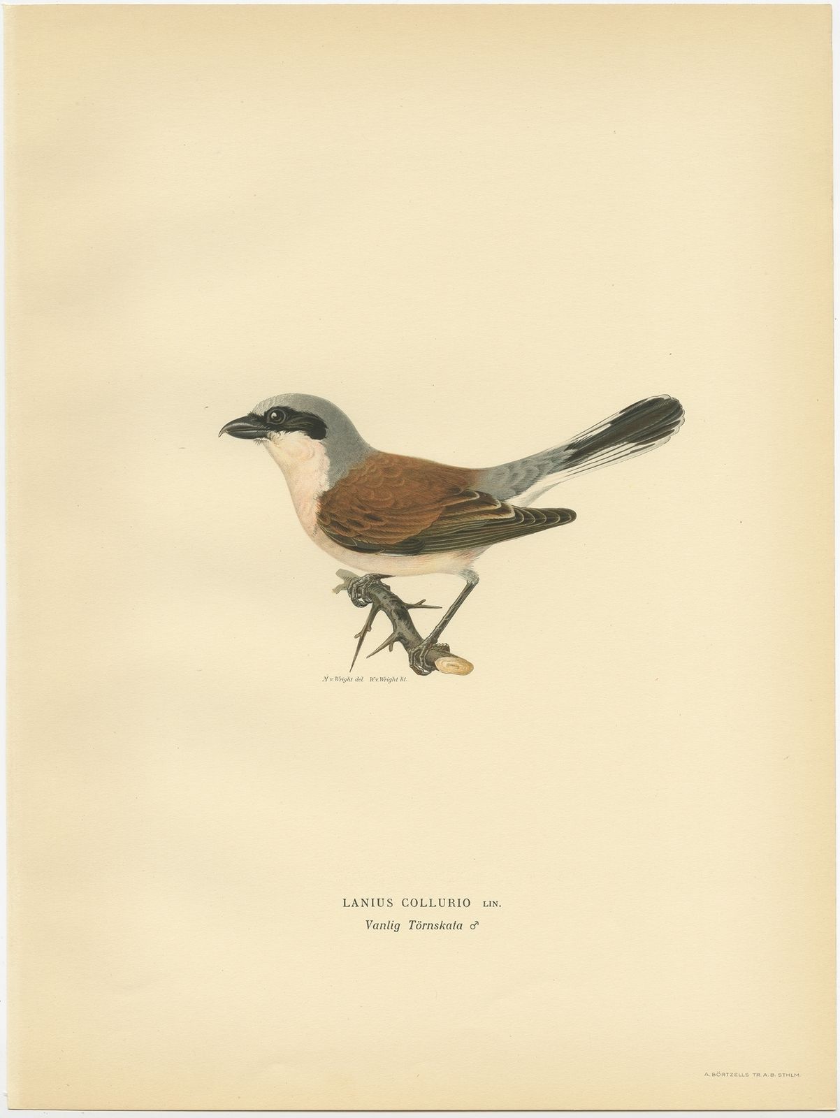 Antique Bird Print Of The Male Red Backed Shrike By Von Wright (1927)