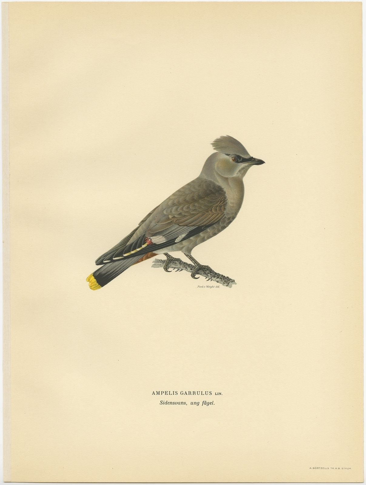 Antique Bird Print Of The Bohemian Waxwing By Von Wright (1927)