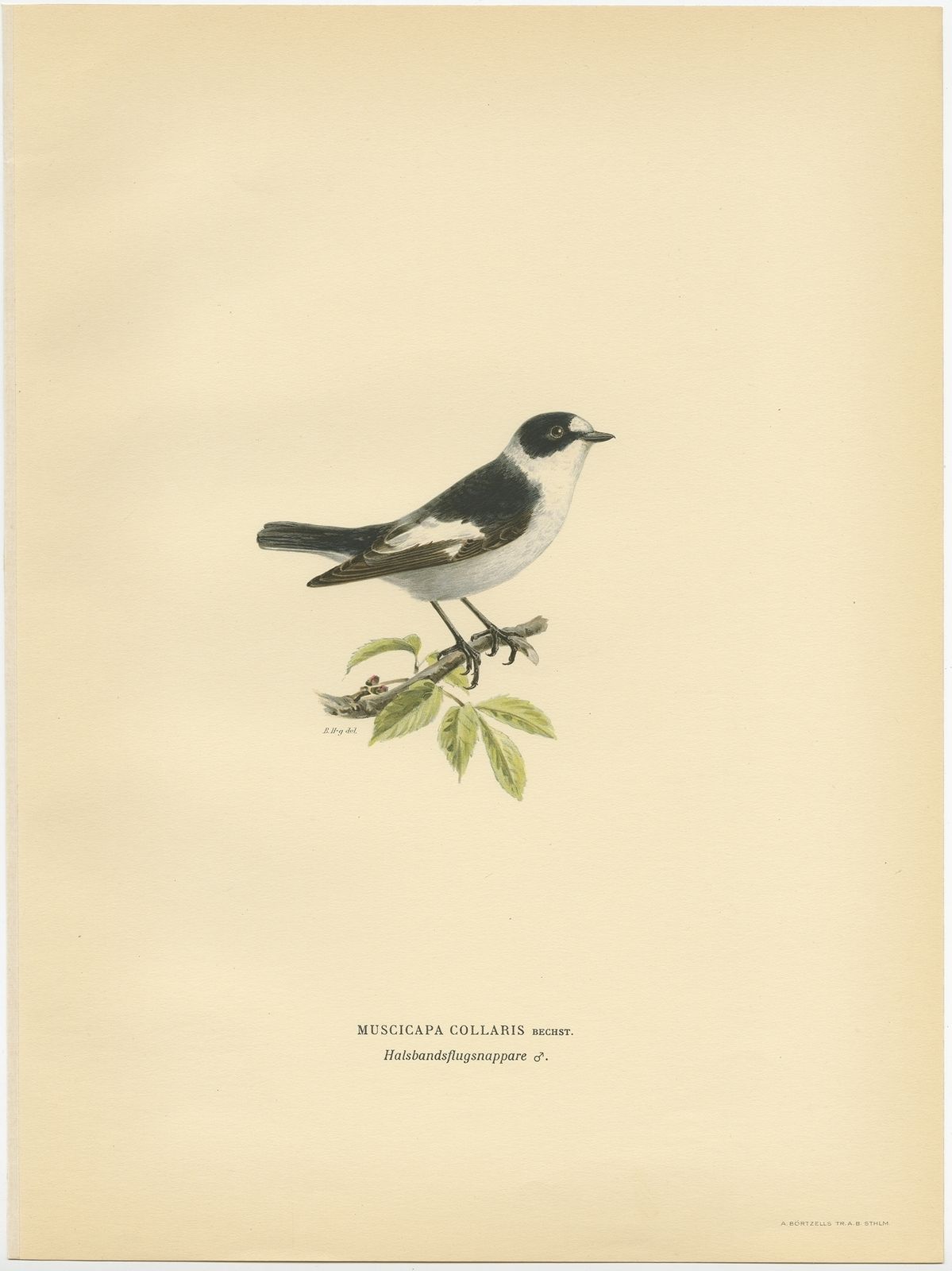 Antique Bird Print Of The White Collared Flycatcher By Von Wright (1927)