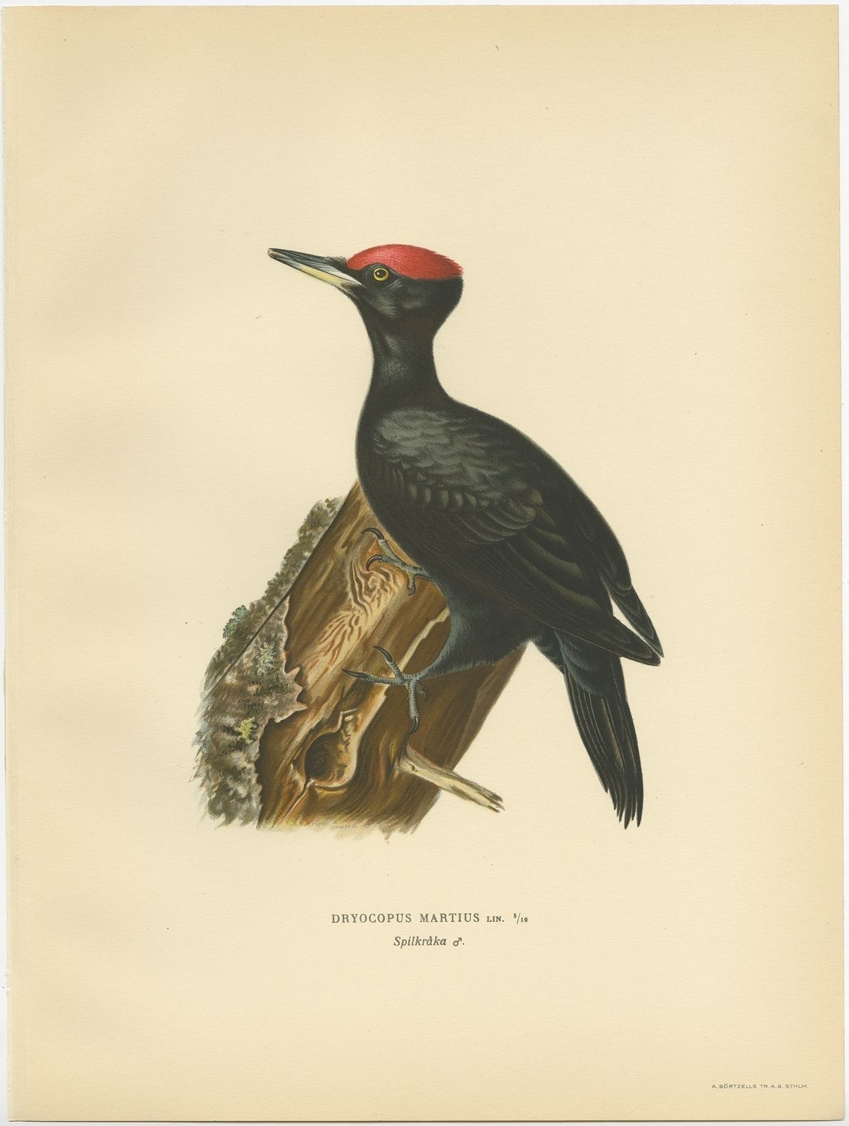 Antique Bird Print Of The Male Black Woodpecker By Von Wright (1927)
