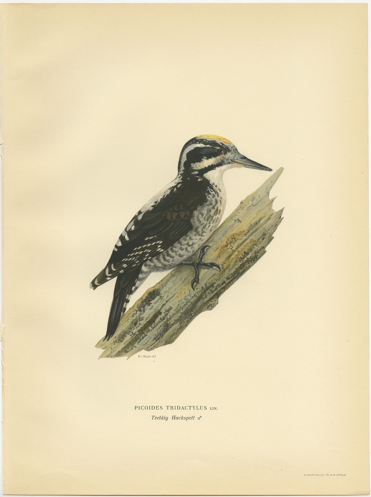 Antique Bird Print Of The Male Eurasian Three Toed Woodpecker By Von Wright (1927)