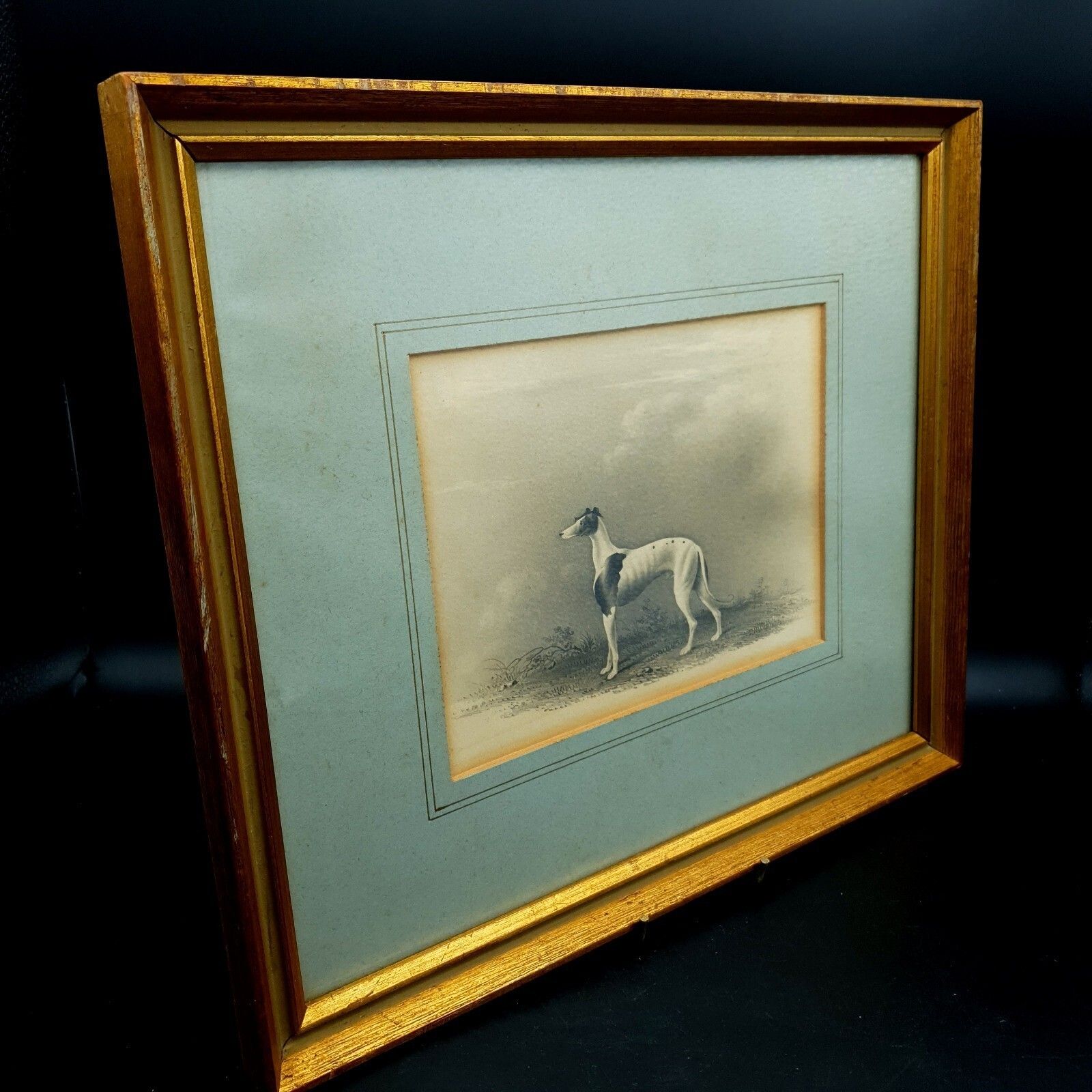 500.0 Early 19thc Original Greyhound Drawing On Card C1800–1830 British Sporting Art photo