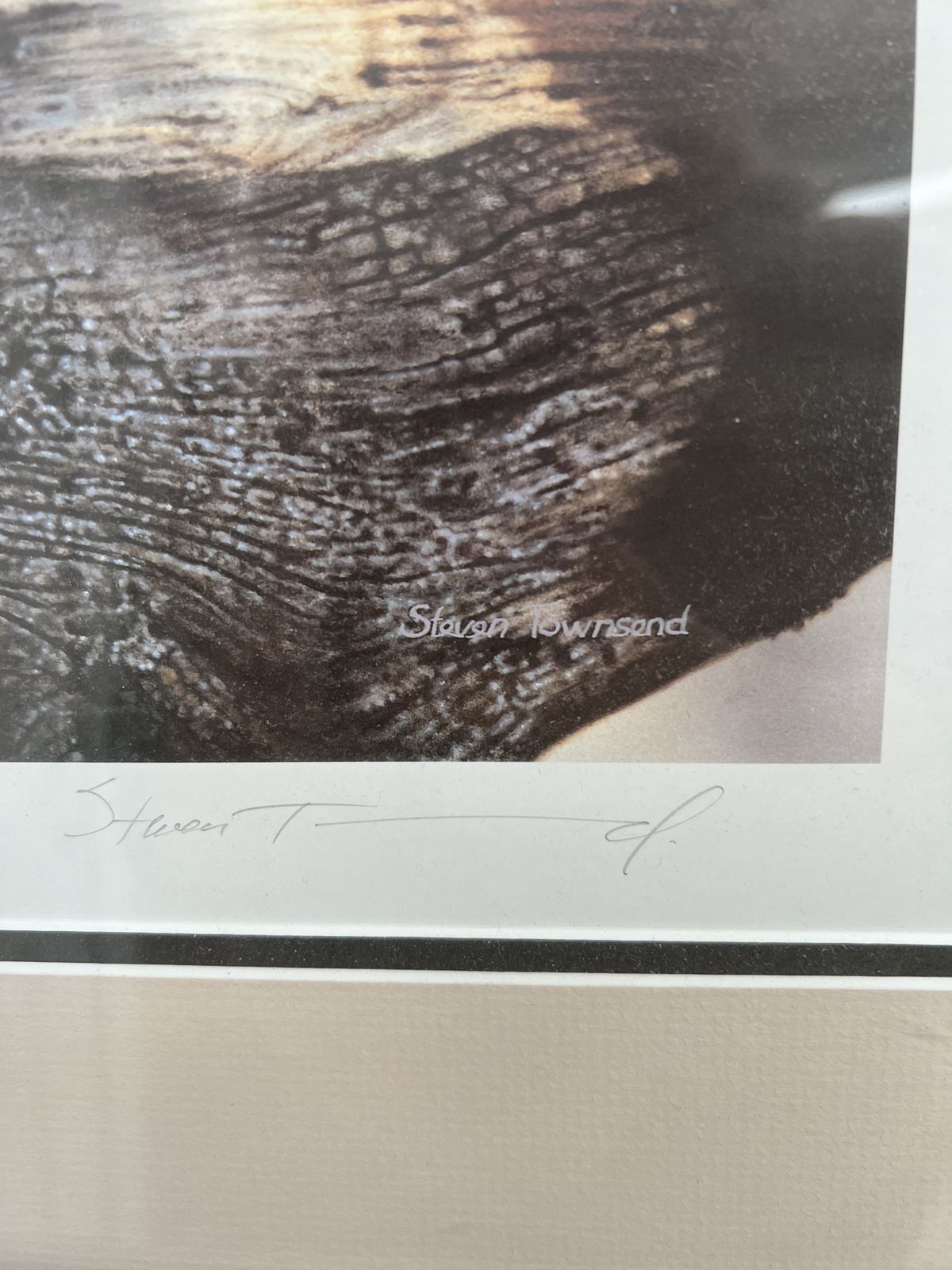 Limited Edition Print Of A Wild Cat photo furniture