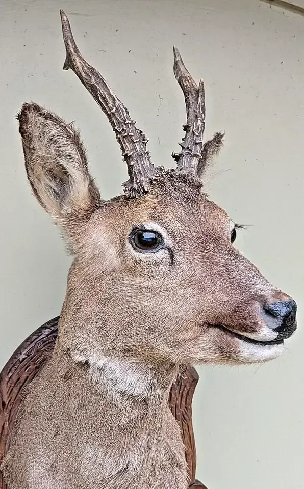 Good Taxidermy Roebuck On Carved Oak Shield photo furniture