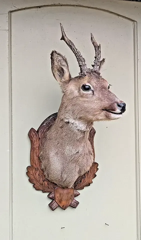 Good Taxidermy Roebuck On Carved Oak Shield photo Home Decor