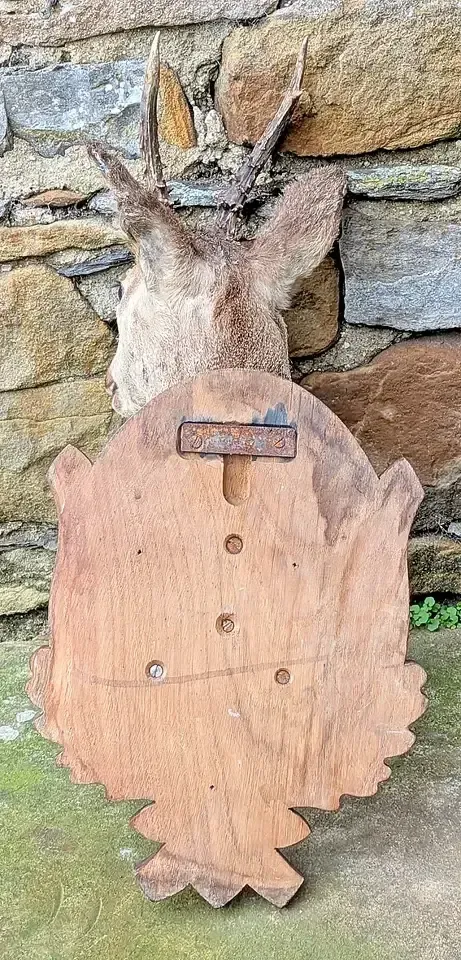 photo furniture Good Taxidermy Roebuck On Carved Oak Shield