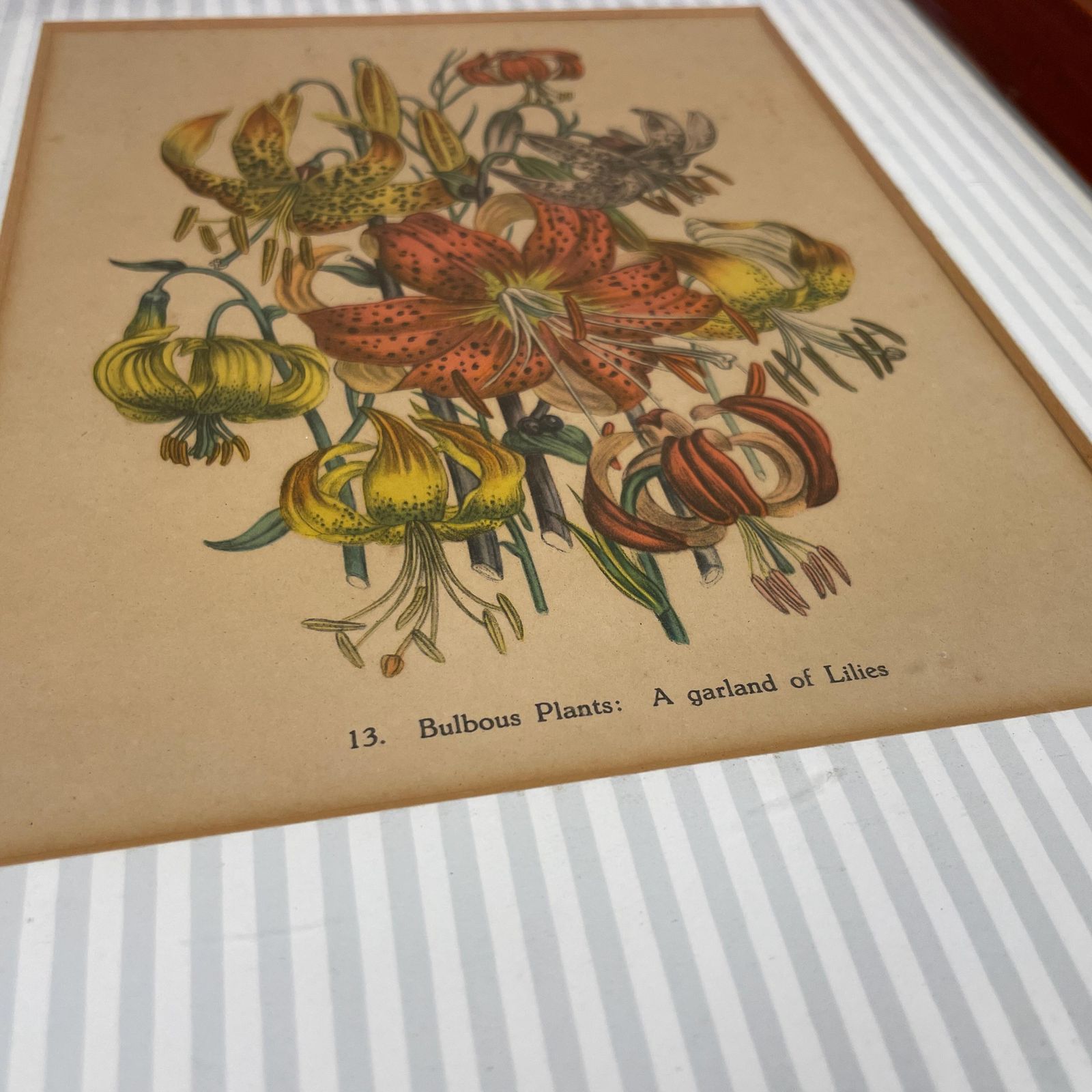Antique Botanical Lily Print Framed Victorian Chromolithograph Floral Wall Art Picture Bulbous Plants: A Garland Of Lilies Wooden Frame photo Art