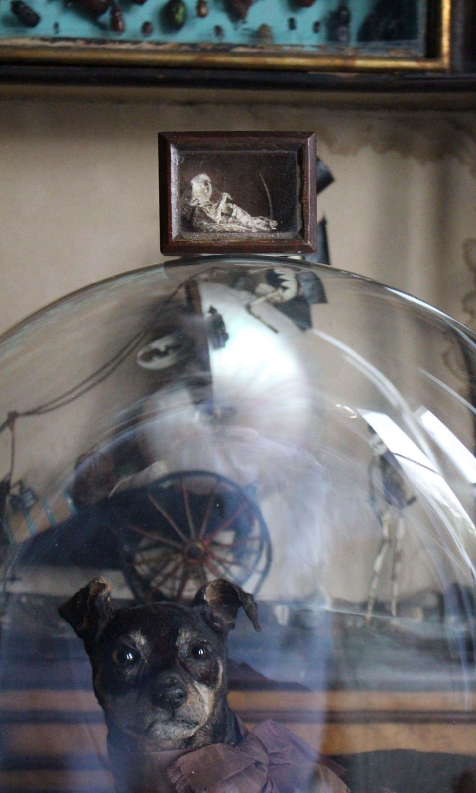 19th C Mouse Curiosity Cavendish Tomb Taxidermy William Bentinck Prime Minister photo furniture