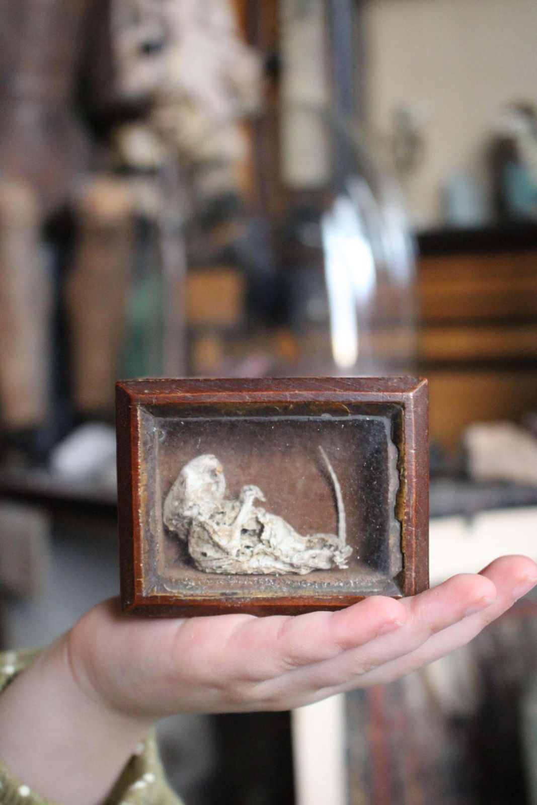 Home Decor 19th C Mouse Curiosity Cavendish Tomb Taxidermy William Bentinck Prime Minister photo