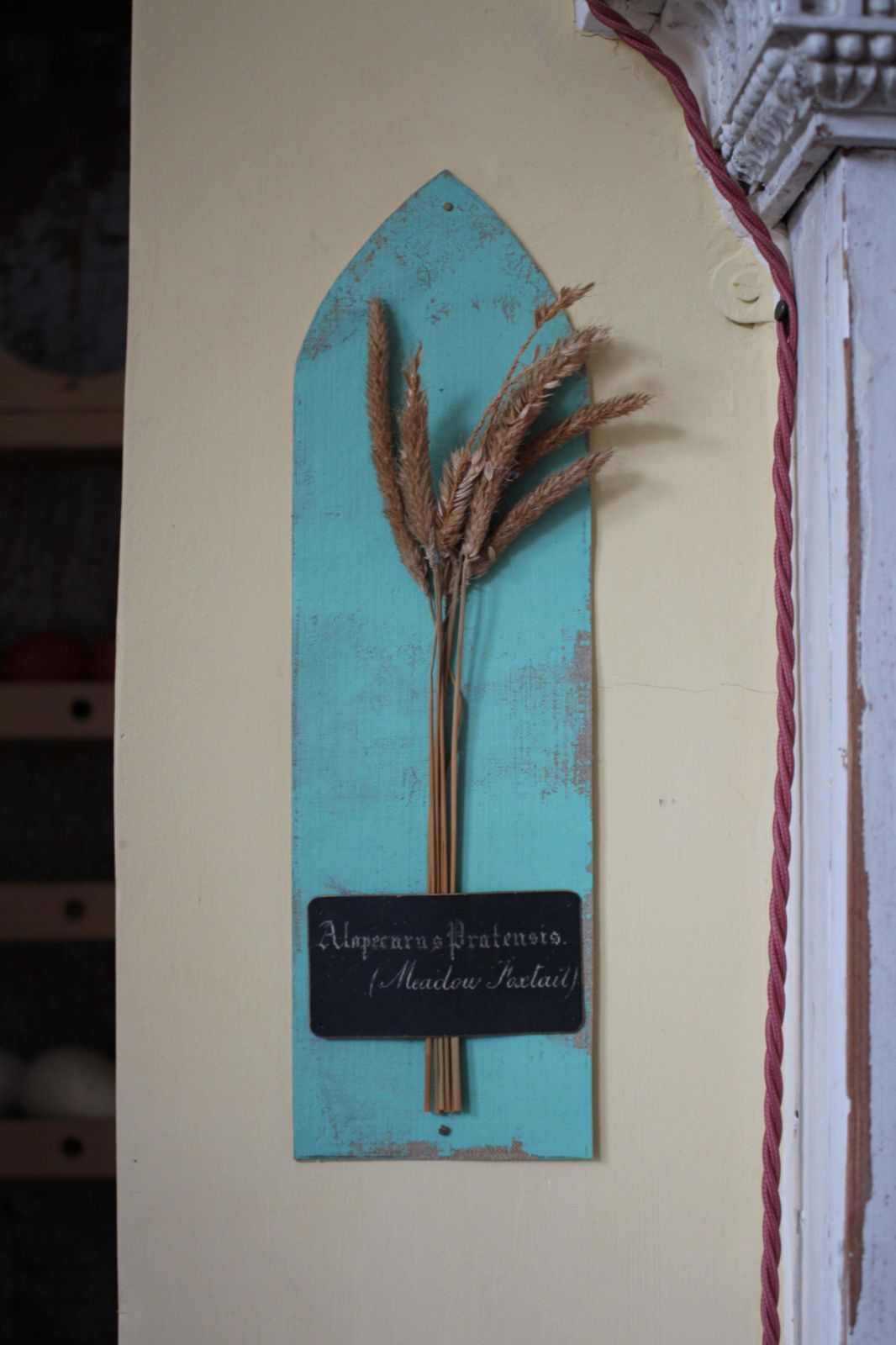 Collection Of 47 19th Century Dried Grass & Wheat Specimens Herbarium Botanical photo Home Decor
