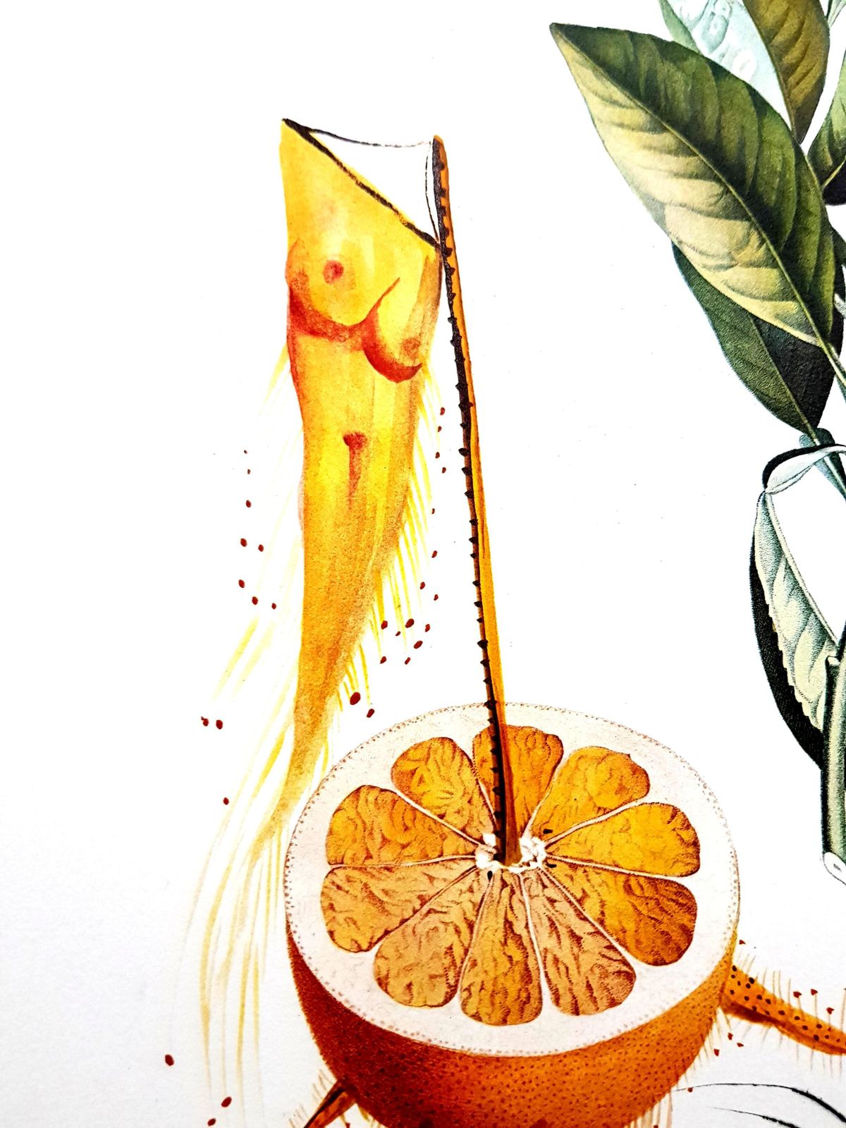 Salvador Dalí­Salvador Dali   Erotic Grapefruit   Original Hand Signed Lithograph1969 photo vintage