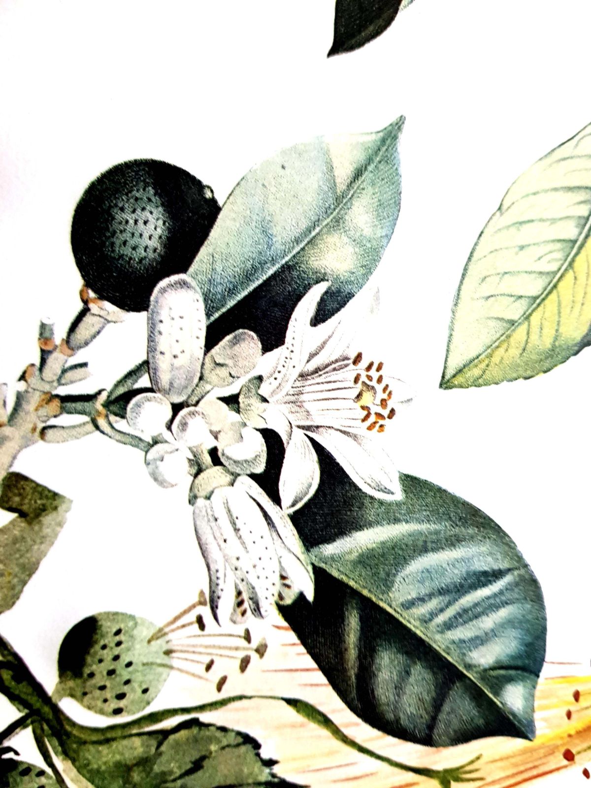 Art Salvador Dalí­Salvador Dali   Erotic Grapefruit   Original Hand Signed Lithograph1969 photo