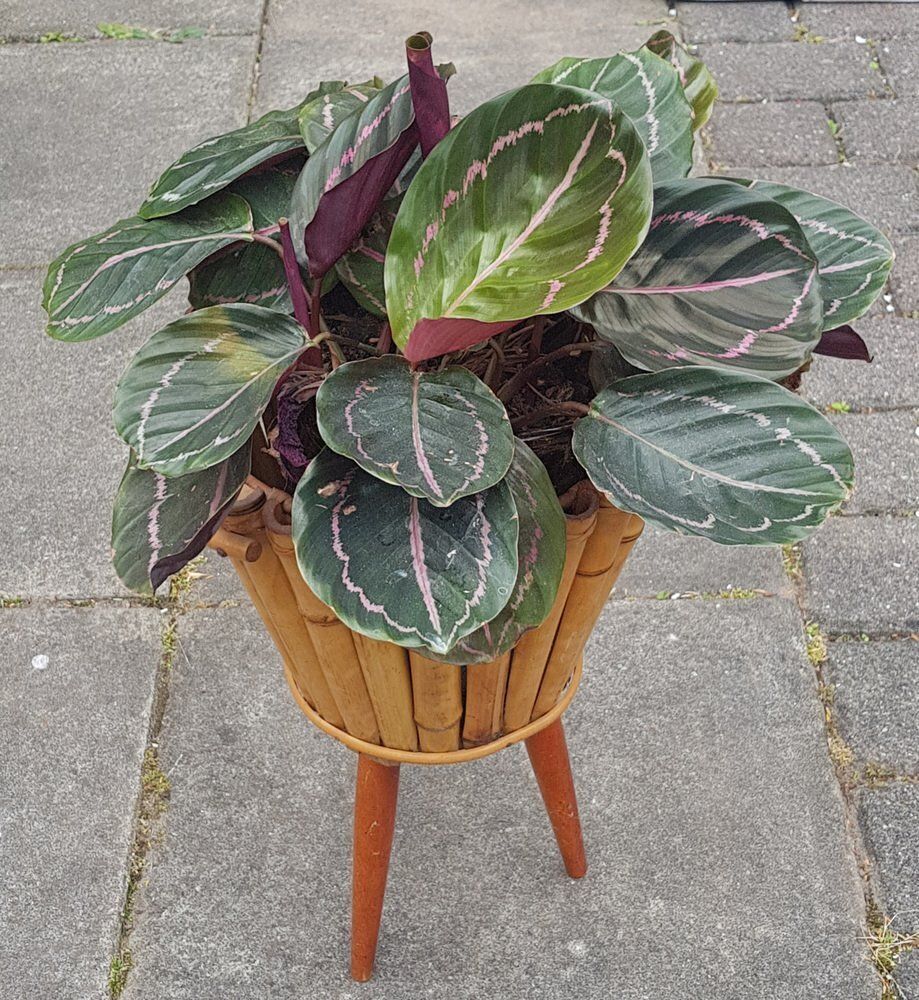 Mid Century Bamboo Plant Stand photo for sale