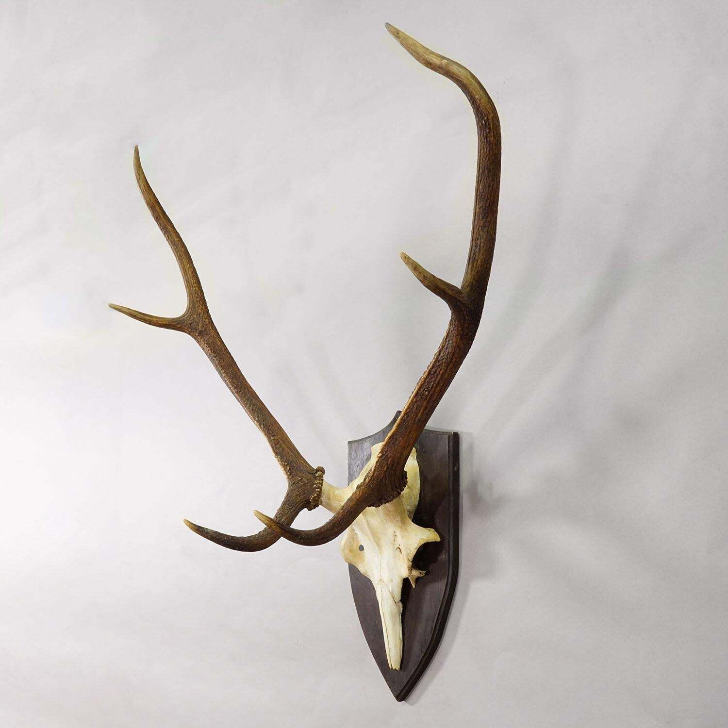 Large Black Forest Red Deer Trophy On Turned Plaque   Germany 1935 photo for sale
