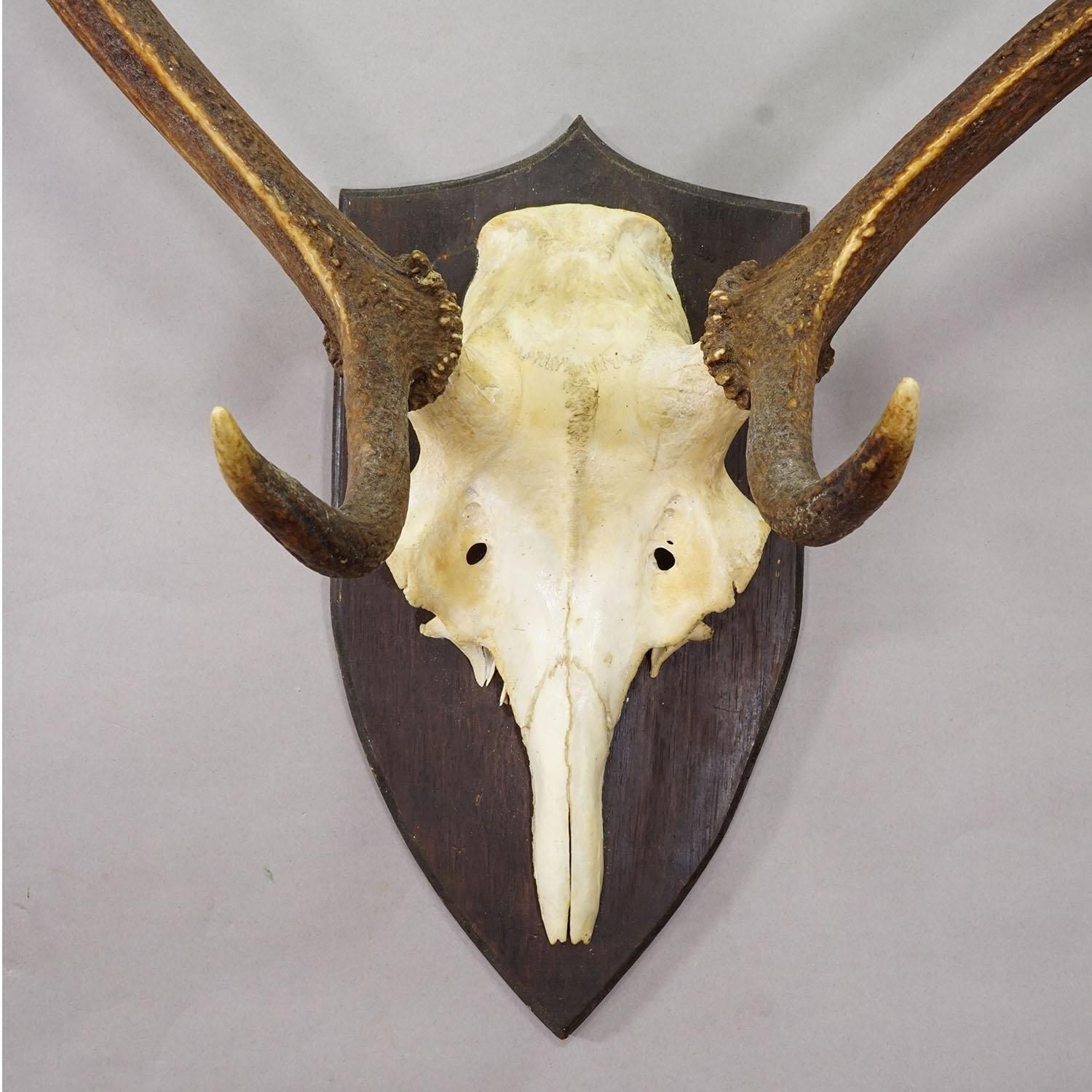 Large Black Forest Red Deer Trophy On Turned Plaque   Germany 1935 photo Home Decor