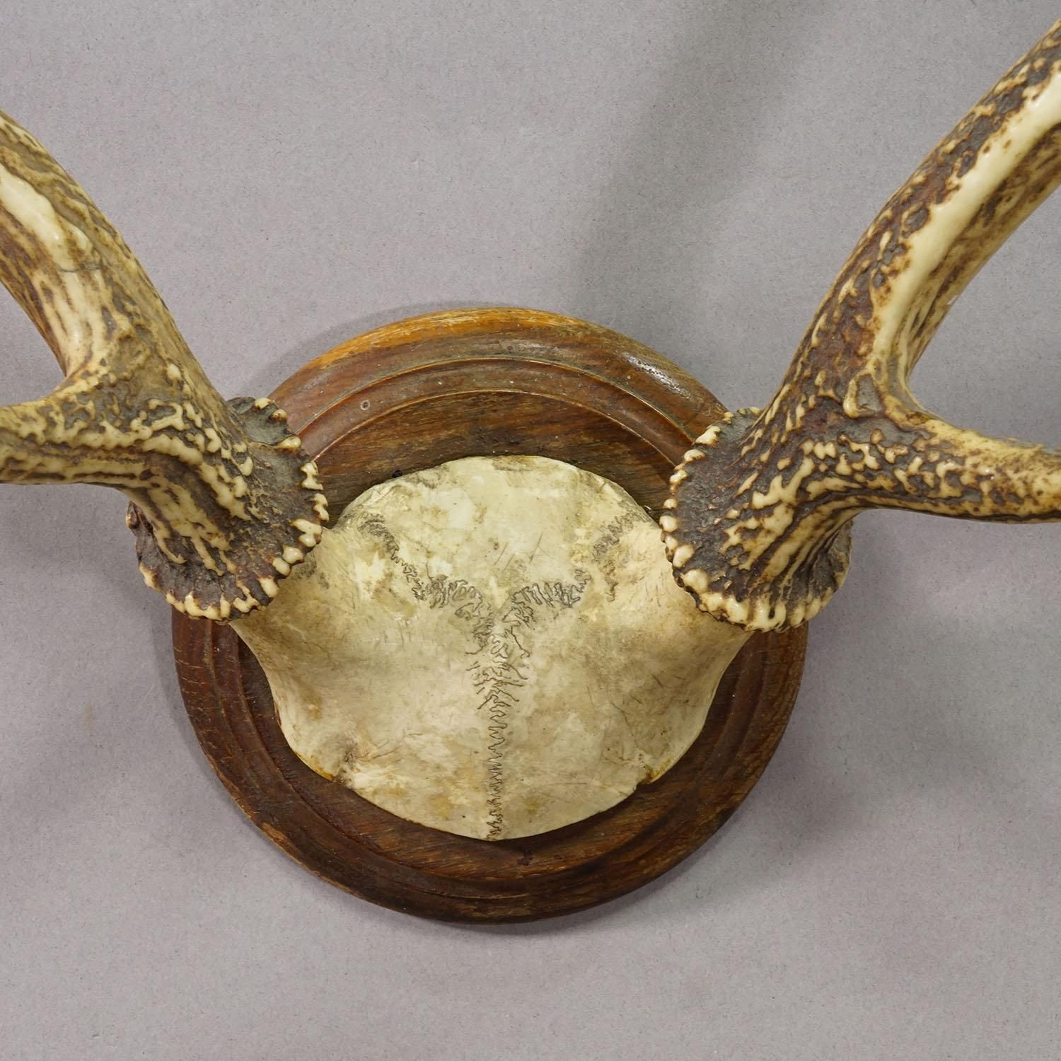 Big Black Forest Red Deer Trophy On Turned Plaque   Germany 1930 photo Home Decor