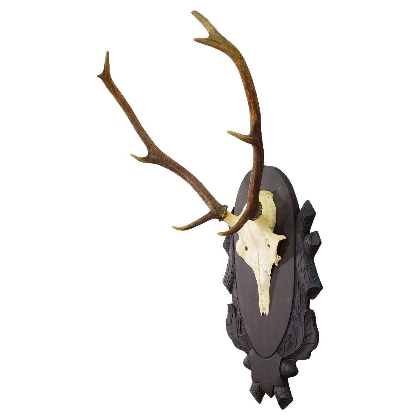Large Black Forest 8 Pointer Red Deer Trophy On Carved Plaque   Germany Ca. 1940