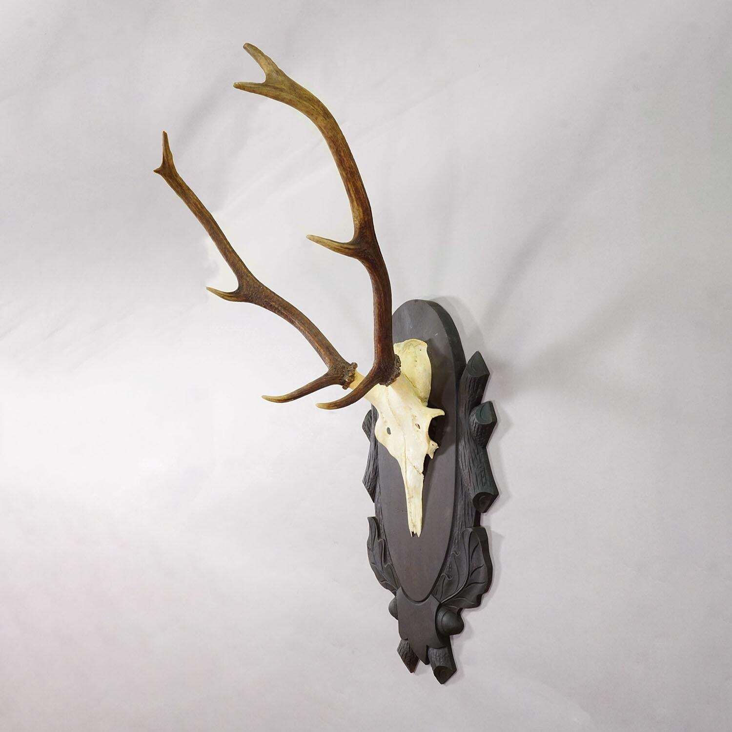 Large Black Forest 8 Pointer Red Deer Trophy On Carved Plaque   Germany Ca. 1940 photo for sale