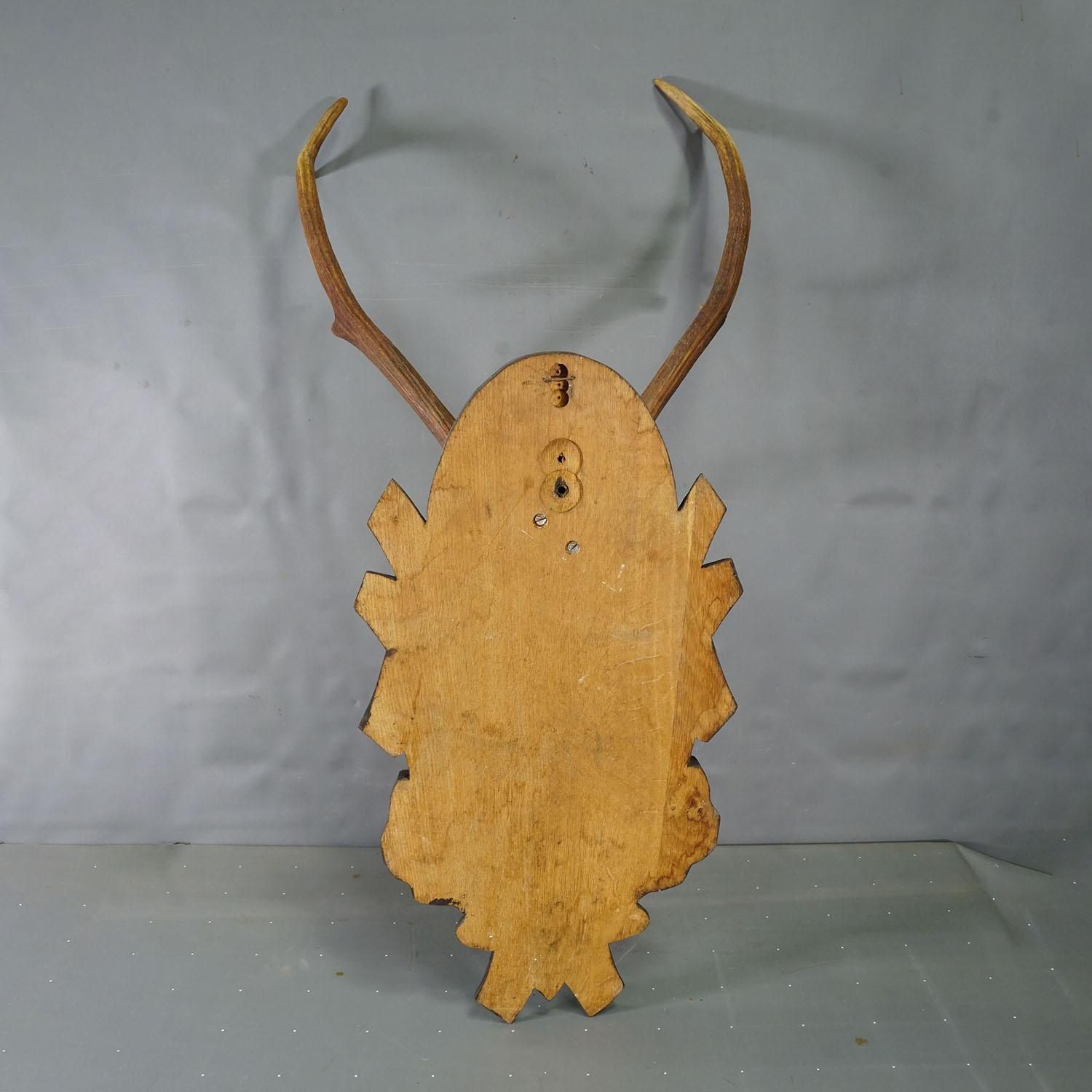 Large Black Forest 8 Pointer Red Deer Trophy On Carved Plaque   Germany Ca. 1940 photo vintage