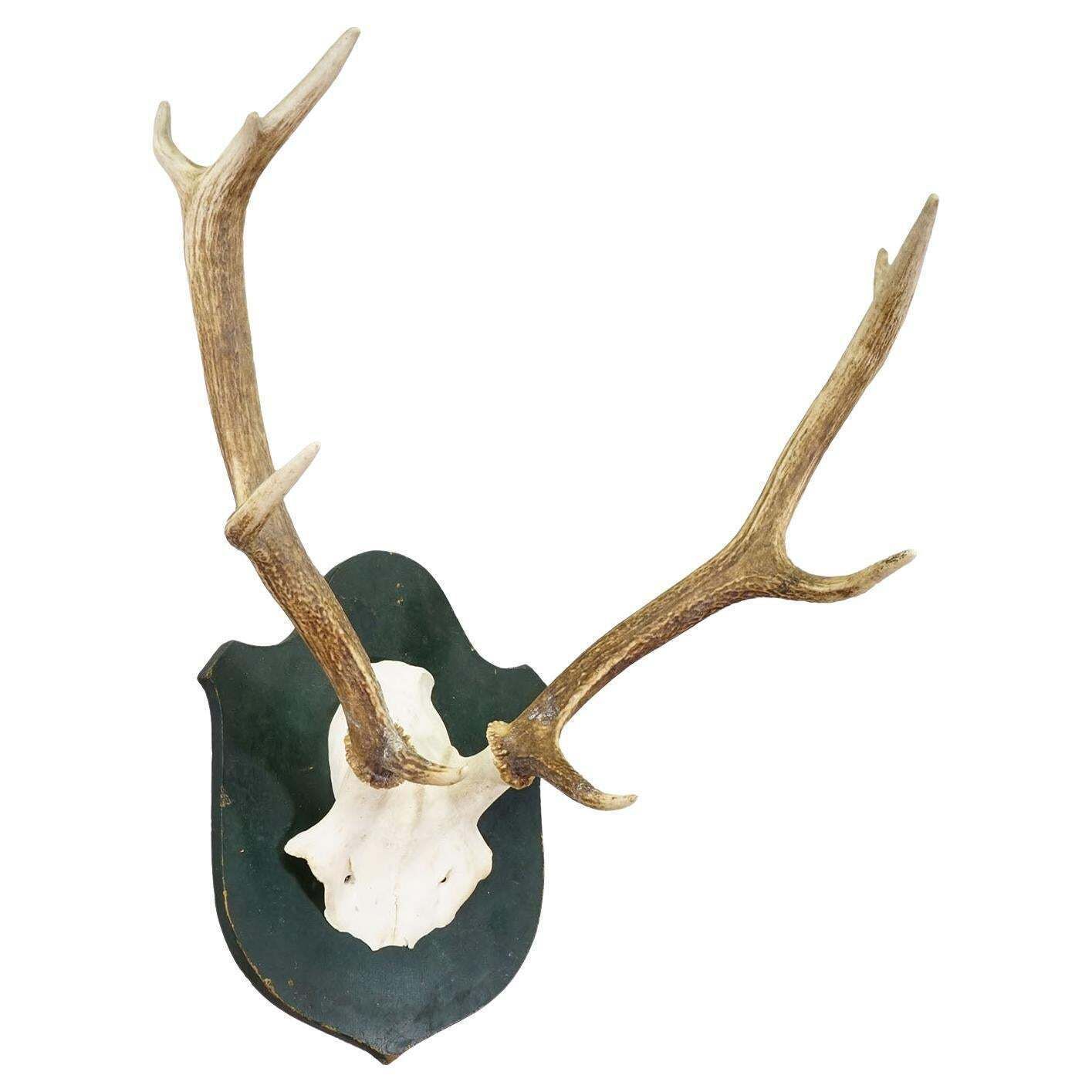 Large Black Forest Red Deer Trophy On Carved Plaque   Germany 1920