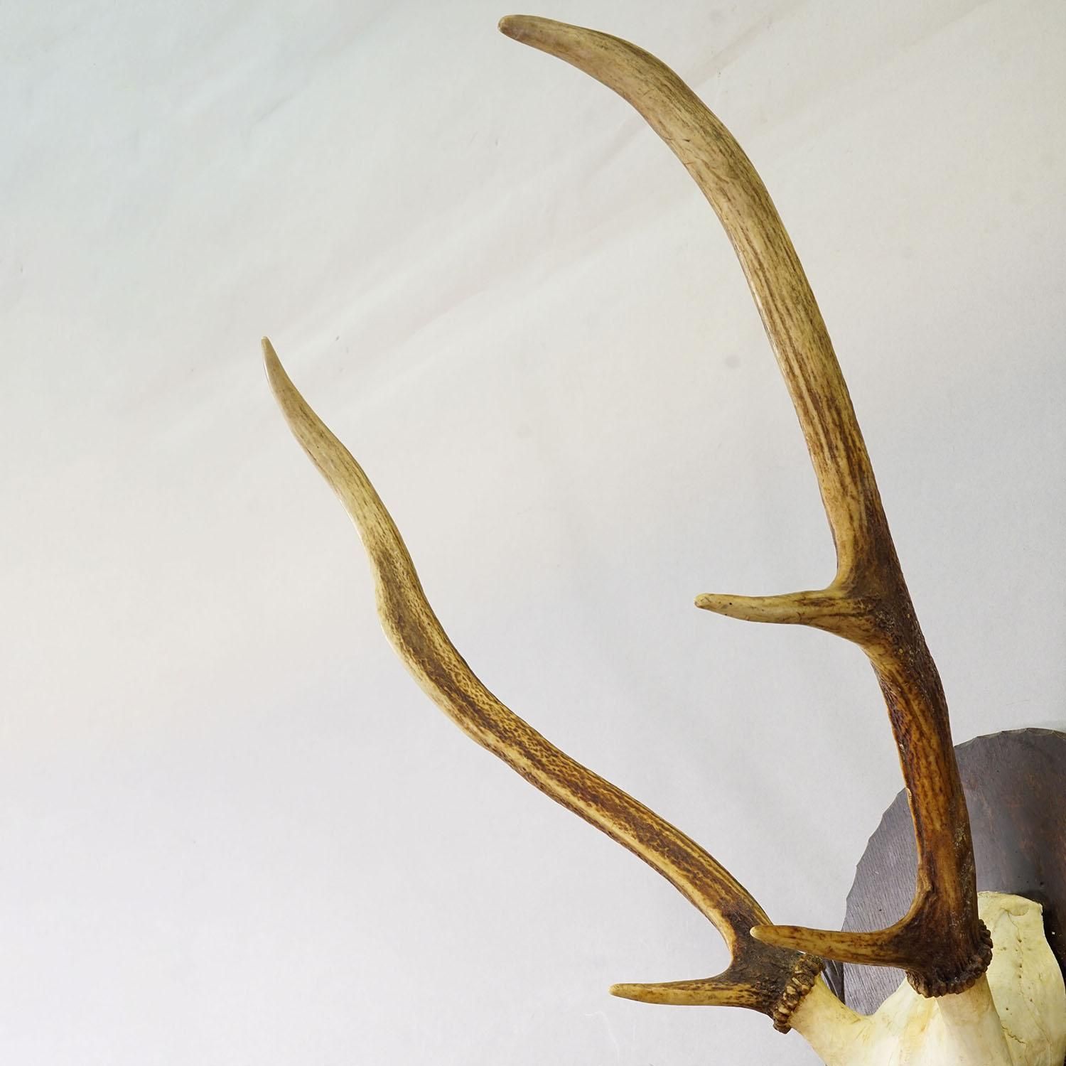 Large Black Forest Red Deer Trophy On Carved Plaque   Germany Ca. 1935 photo Home Decor