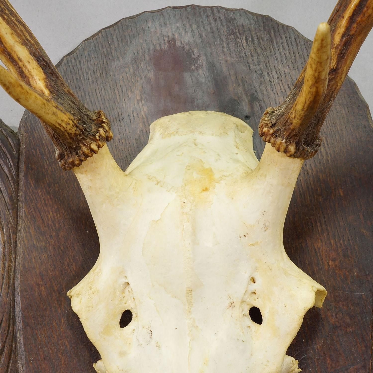 Large Black Forest Red Deer Trophy On Carved Plaque   Germany Ca. 1935 photo 496.0