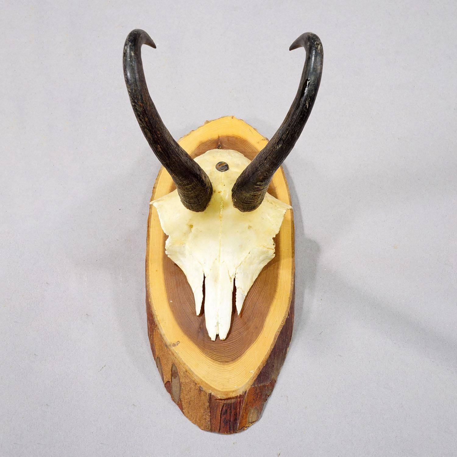Set Of Six Vintage Chamois Trophies On Wooden Plaques, Germany Ca. 1960s photo 524.0
