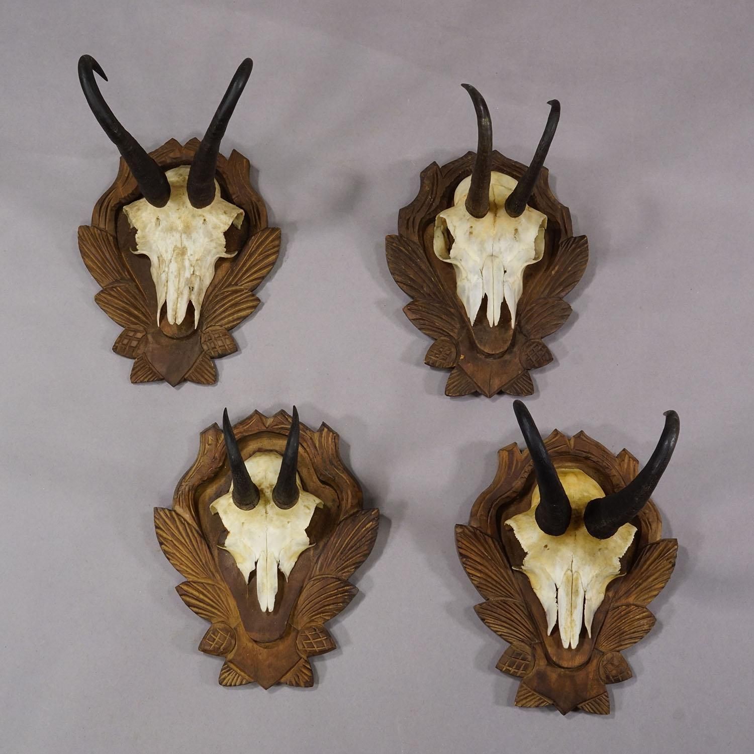 Vintage Set Of Four Chamois Trophies On Carved Plaques, Germany Ca. 1950s photo furniture