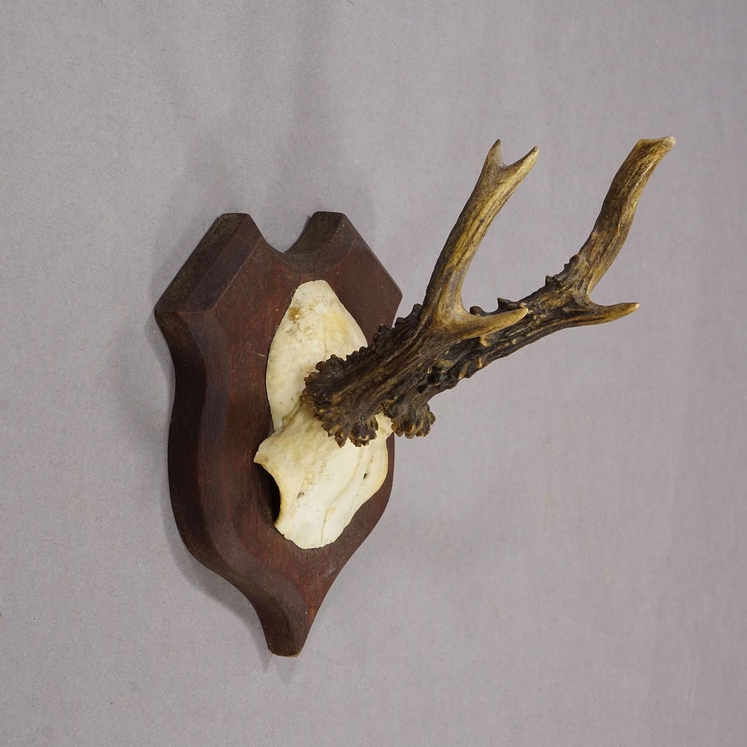 Antique Roe Deer Trophy On Turned Plaque, Germany Ca. 1930s photo Home Decor
