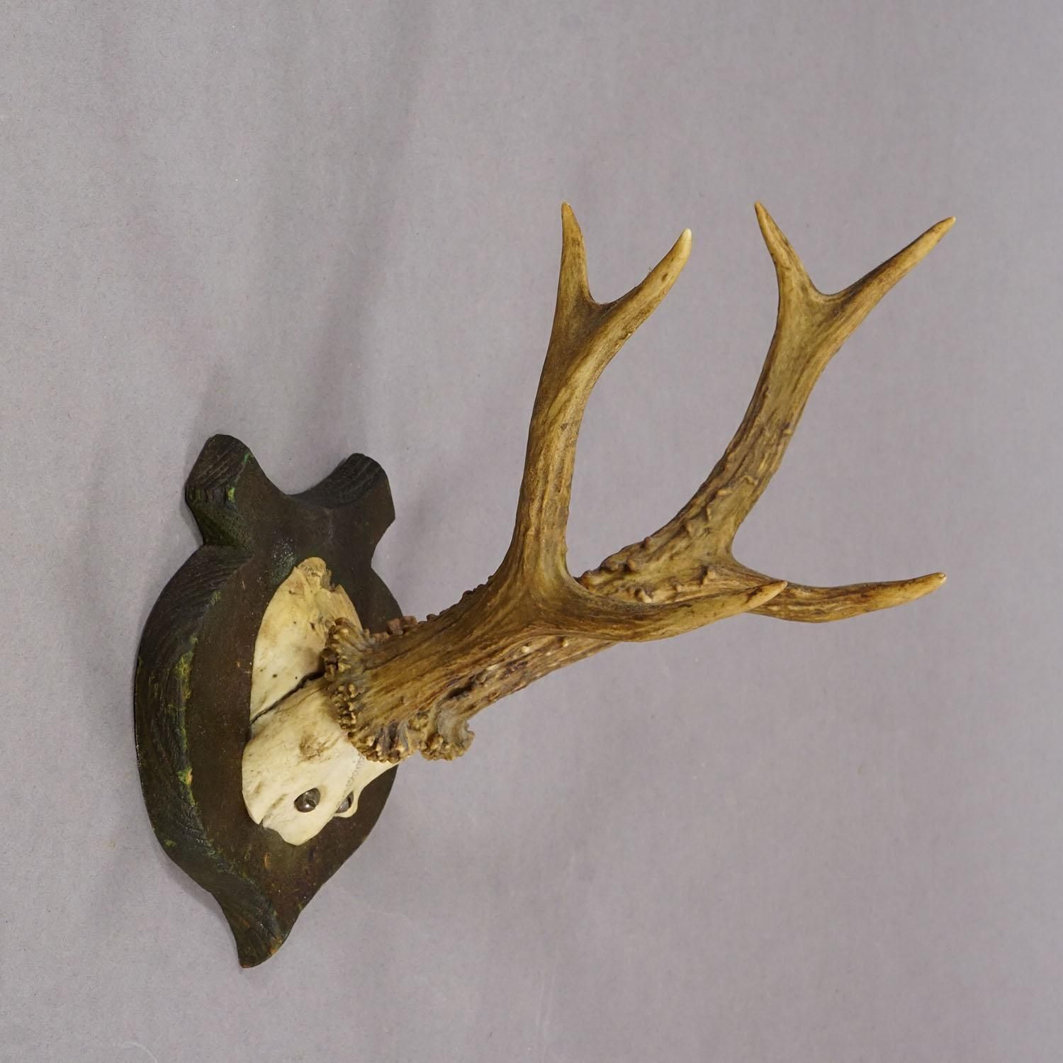 Lovely Antique Roe Deer Trophy On Wooden Plaque, Germany Ca.1930s photo Home Decor
