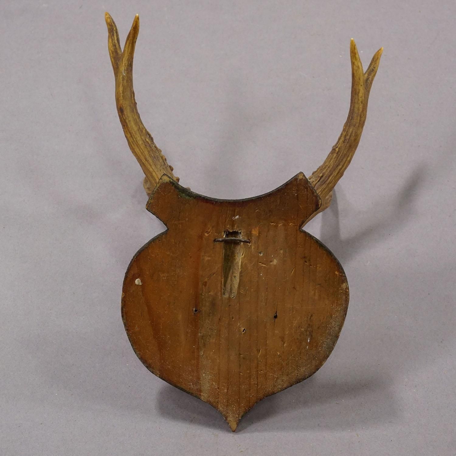 Lovely Antique Roe Deer Trophy On Wooden Plaque, Germany Ca.1930s photo vinterior