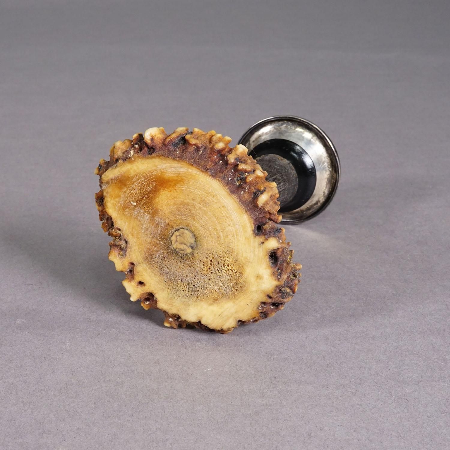 Antique Candle Stick With Real Chamois Horn, Circa 1900s photo 180.0