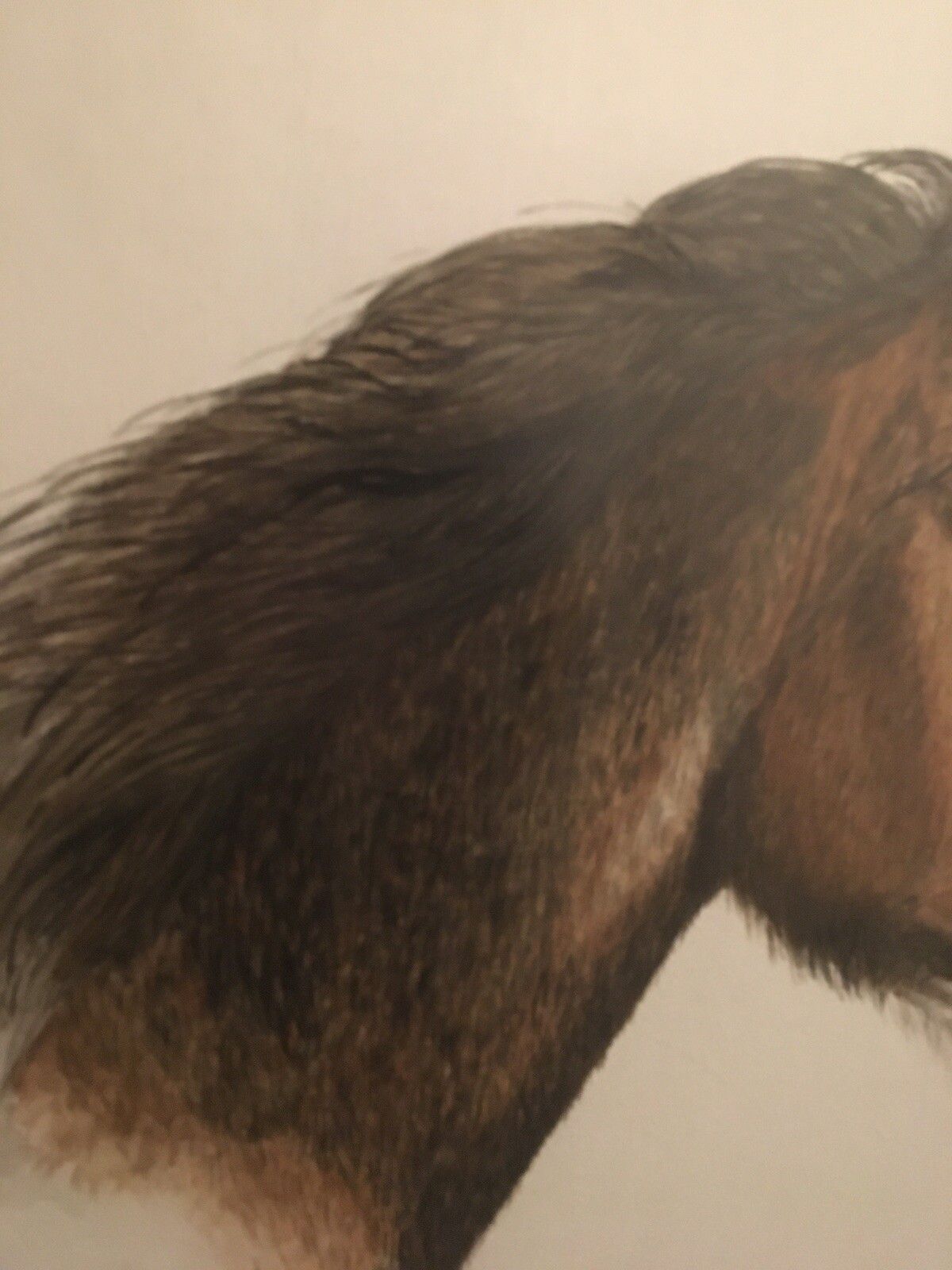 94.0 Vintage Original Watercolour Painting Shire Horse 1979 Adrienne Walsh Equestrian photo