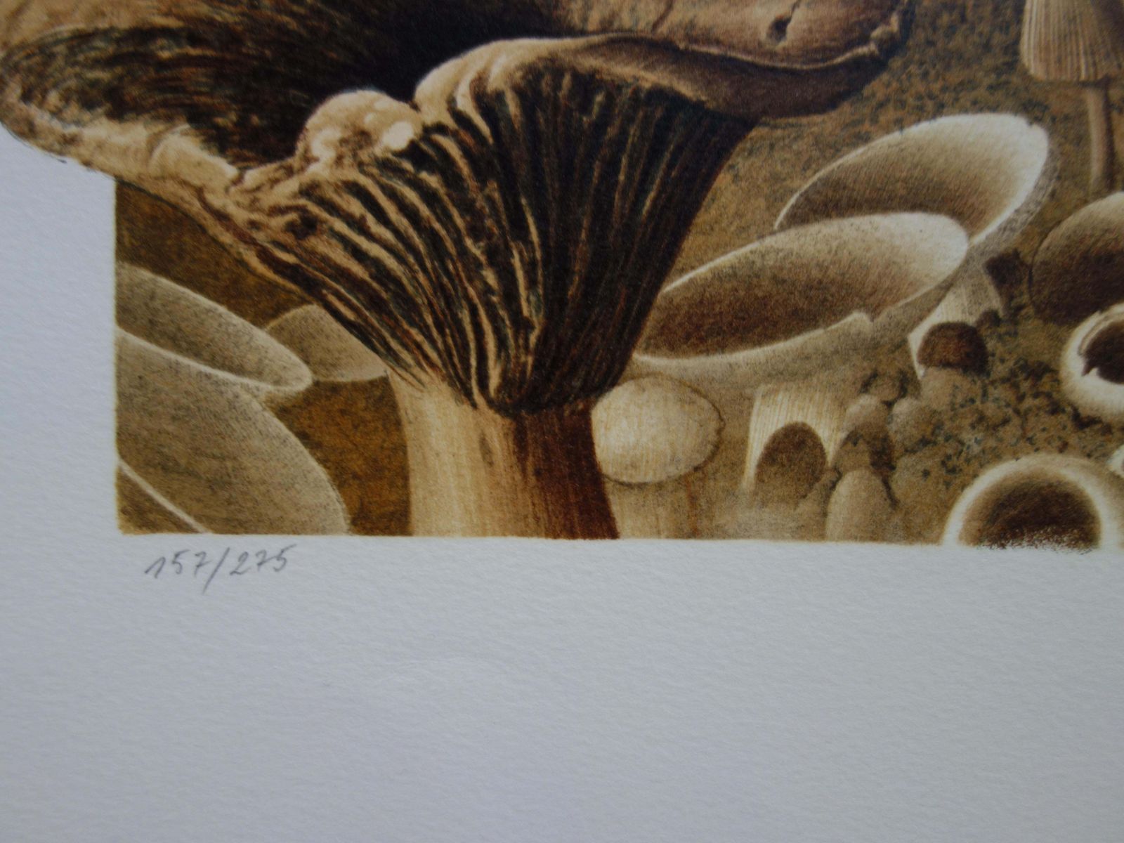Roland Catbicycles And Mushrooms   Original Handsigned Lithograph1985 photo 106.0