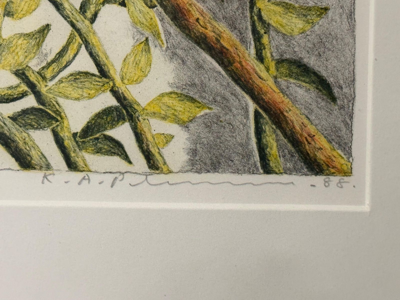 photo for sale Karl Axel Pehrson Exotic Plants Kleurenlitho