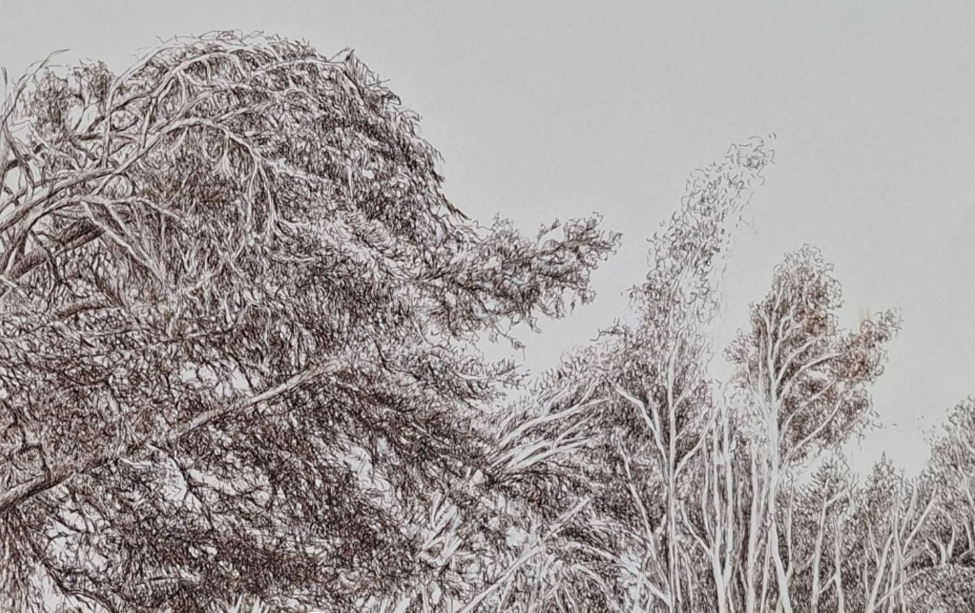 Elżbieta Siegoczyńskapine Trees. Figurative Drawing, Landscape, Realistic, Polish Artist2025 photo for sale