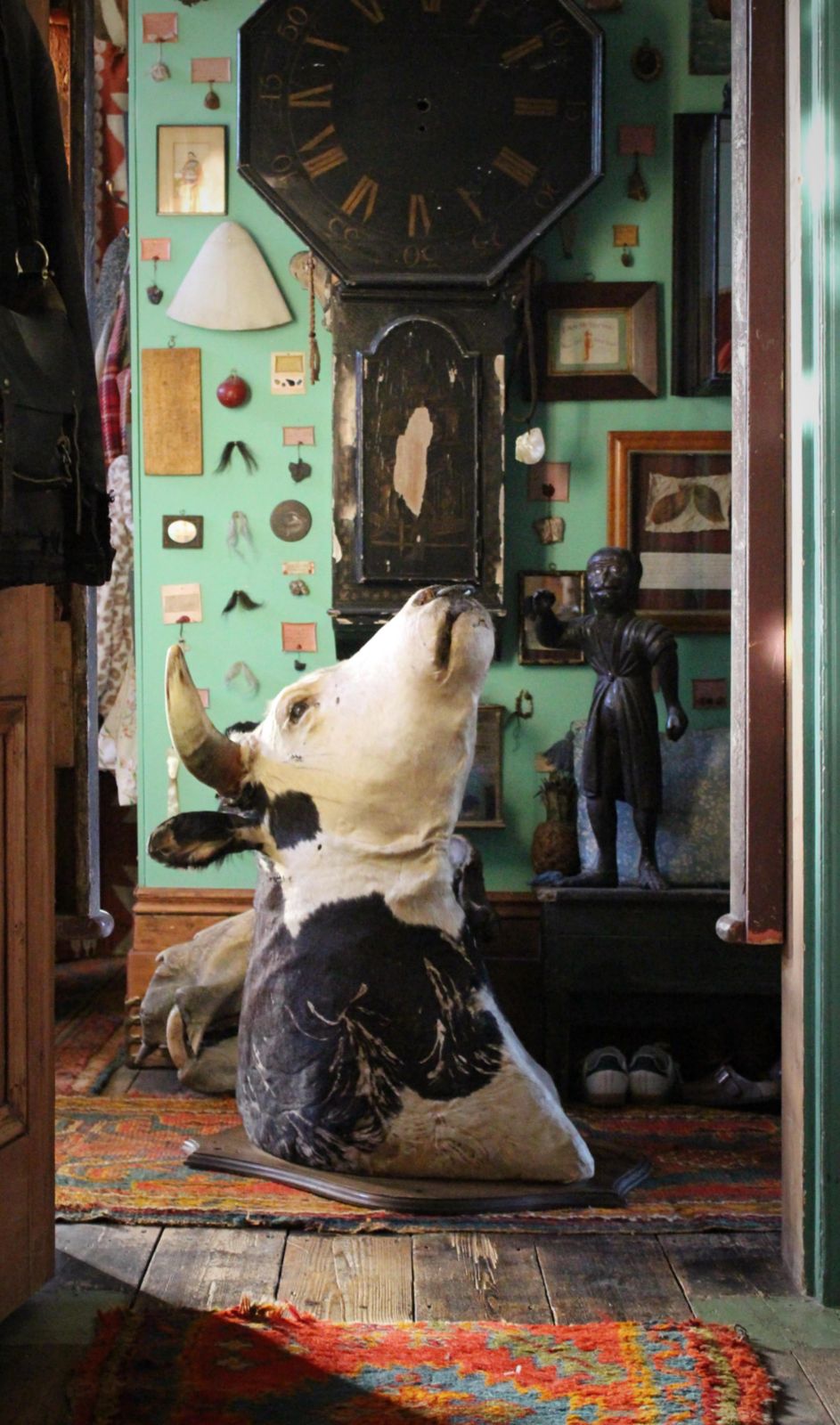 Late 19th Century Huge Holstein Stud Bull Taxidermy Head Mount Country House photo furniture